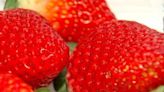 Fresh and frozen imported strawberries highly contaminated with pesticides, report says