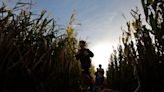 Corn maze season is upon us. Here's where you can try your luck at fall mazes in Delaware