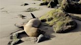 Sea lions are stranding themselves on California's coast with signs of poisoning by harmful algae