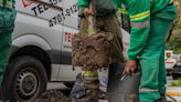 Con un 50% más que el año pasado, comenzó la plantación anual de árboles en la Ciudad