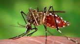 Dengue fever confirmed in Florida Keys as U.S. on watch for rise in mosquito illness