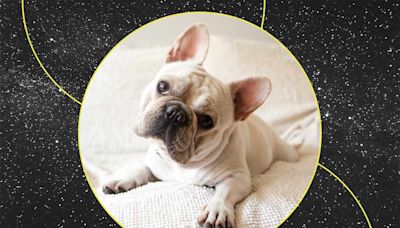 What Your Pet's Zodiac Sign Says About Their Personality (and Whether You're Compatible!)