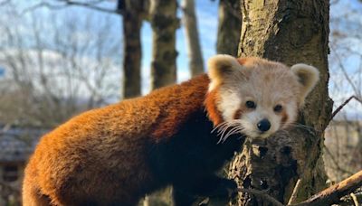 Edinburgh Zoo named the second best family attraction in the UK by parents