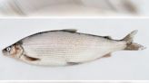 Whitefish populations improving in Great Lakes - Outdoor News