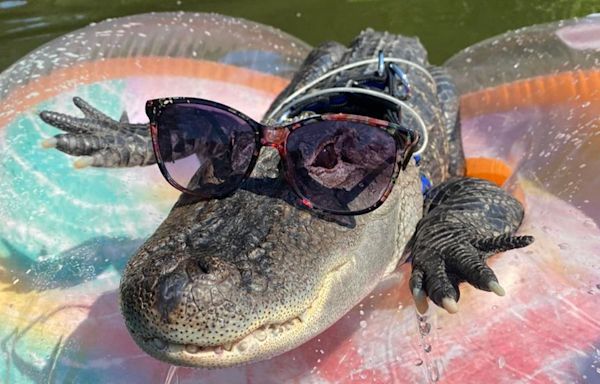 Wally the emotional support alligator stolen during Georgia vacation trip was released into swamp