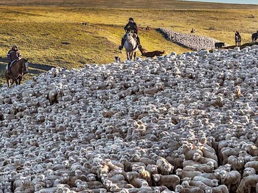 El grupo Benetton pasará a controlar el 70% de la producción de carne ovina en la Patagonia | Economía