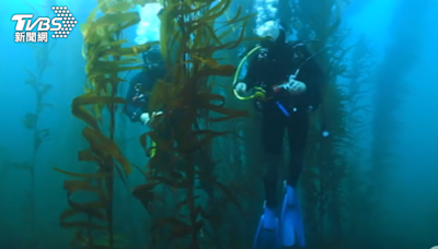 澳洲95%海藻林死亡！谷歌AI技術尋找抗熱基因│TVBS新聞網