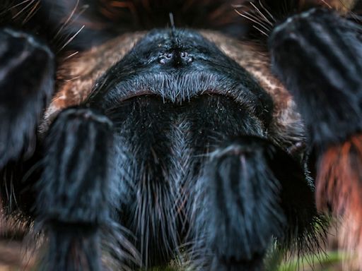 The Tarantula Is Big and Hairy But Not So Scary