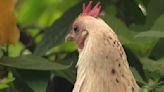 Butterfly Wonderland celebrates retirement of pest control chickens Fern and Daisy
