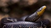 Three new species of ‘archaic’ snake found under graves in Ecuador (REDIRECTED)