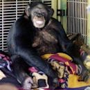 Travis (chimpanzee)