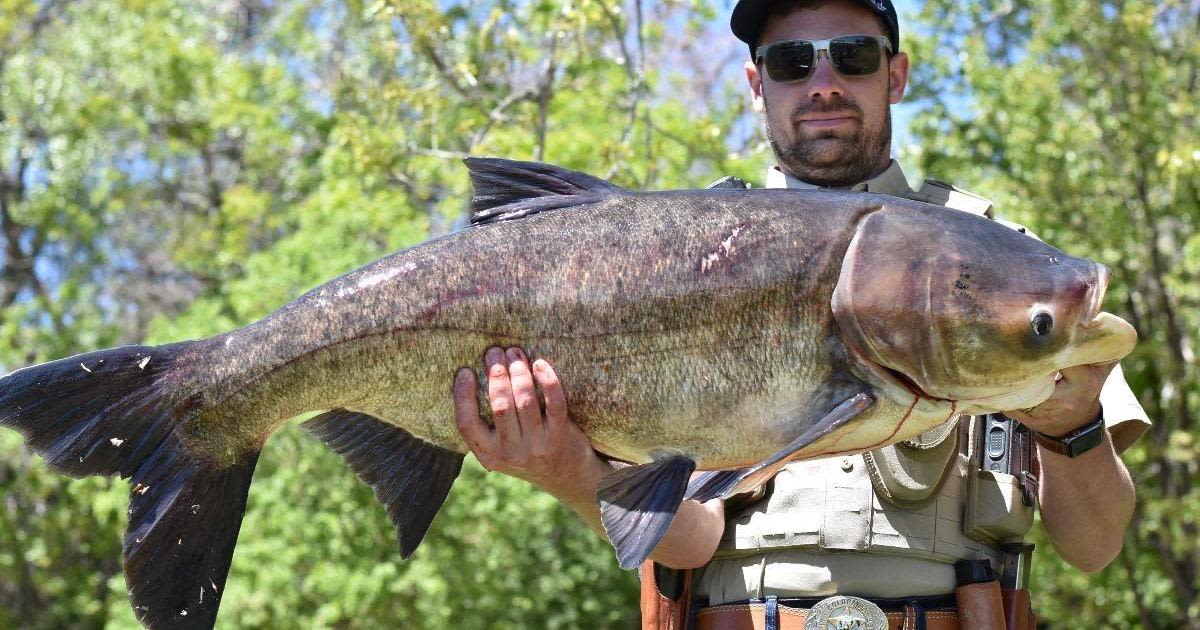 Colorado Parks and Wildlife removes invasive bighead carp from Arvada pond