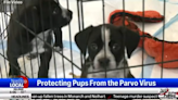 New methods available to protect your puppies from the deadly Parvo virus this summer