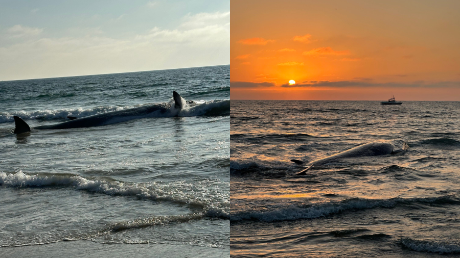 Massive fin whale washes ashore on Southern California beach