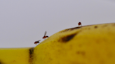 Fruit flies are invading SC homes. Here are 16 ways to get rid of them