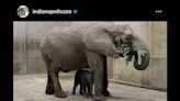 Birth of baby elephant made history. See curious calf bond with mom at Indiana zoo