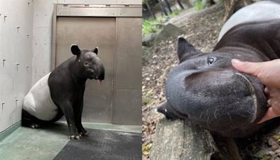 馬來貘英雄生前萌樣曝光！飼育員淚崩「曾約好到台北看牠」