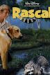 Rascal (film)