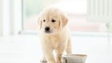 Is Your Puppy Not Eating? Here's What You Can Do To Help