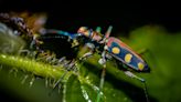 How Tiger Beetles Use Sound for Self Defense