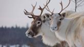 Quebec to invest $60M in protecting province's caribou