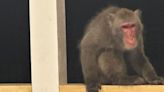 Missing monkey in Colleton County identified as 15-year-old Japanese macaque