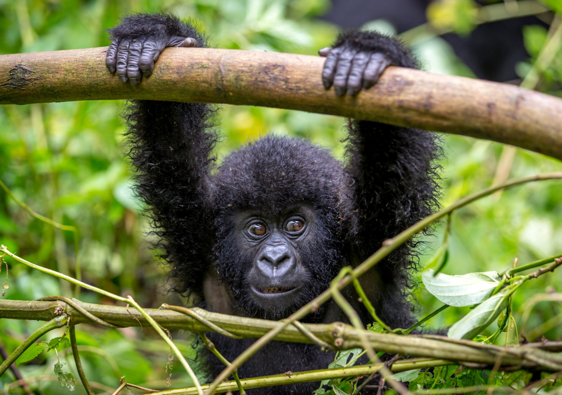 Baby Gorilla at Prague Zoo Delights Guests as She Makes ‘Funny Faces'