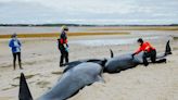 4 pilot whales euthanized after stranding event on Massachusetts beach