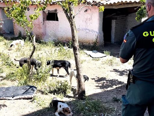 Dos detenidos por maltrato animal y estafa que regentaban una falsa protectora en Zamora y Sevilla