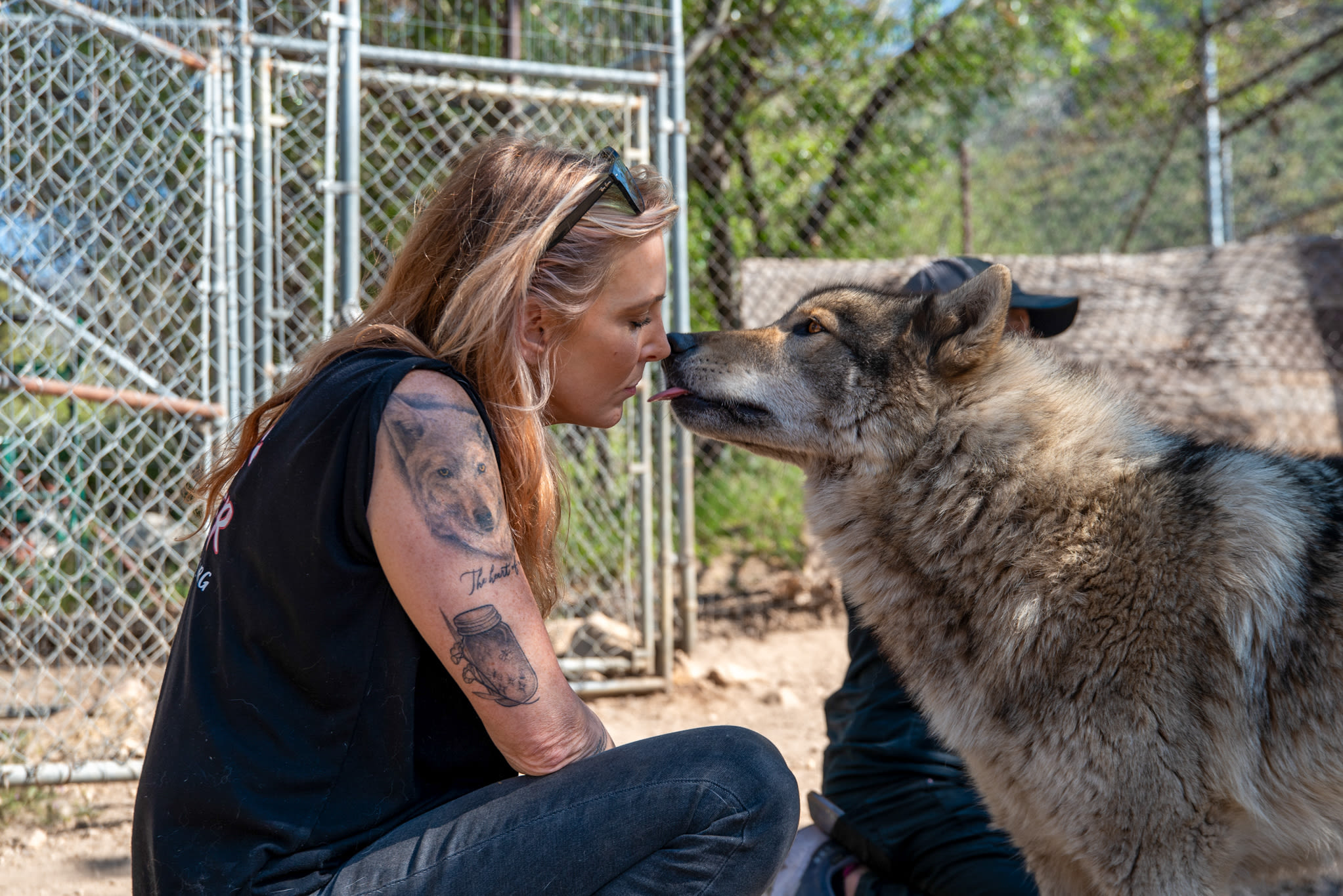 Wolf hybrids are illegal everywhere in Calif. except here