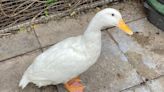 ‘Plump’ duck rescued from train in London and named Jack