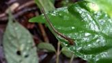 Leaping leeches! Video may show first-ever evidence blood-sucking creatures can jump