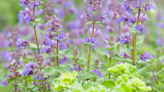 These Insanely Helpful Garden Plants Keep The Mosquitoes Away