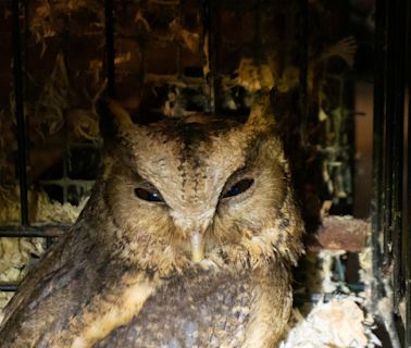 Winged rescue! More than 30 owls saved from cruel conditions in Cumbria