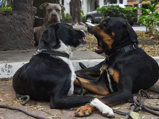 La razón por la cual los perros bostezan