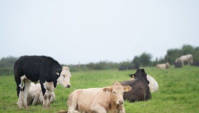 Why we are weaning calves in September on our demonstration farm