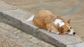 Queen's Beloved Corgis Wait For Her Coffin To Arrive At Windsor Castle