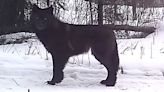 ‘Stunning’ Wolf Discovery Caught On Wildlife Camera In Minnesota