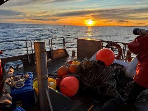 Humpback whale entangled in 800kg of fishing equipment freed in Australia