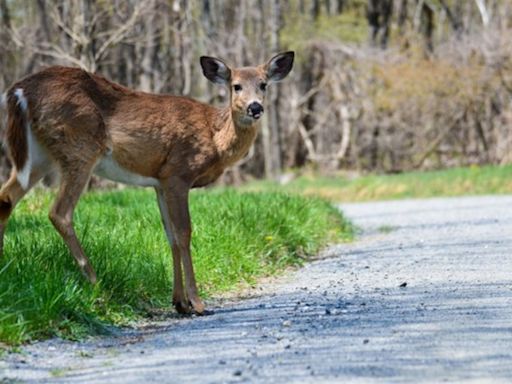 Kent County task force to examine deer population issues, come up with solutions