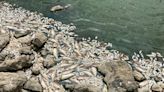 Fish in this Fort Worth neighborhood pond have gone belly-up. The culprit? Texas heat.