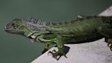 A wild iguana in Costa Rica bit a little girl as it tried to steal her piece of cake. Now, doctors say she has developed a rare bacterial infection.