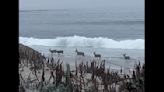 Rare footage shows deer playing in surf near Pebble Beach