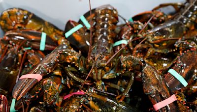 Game of inches: Lobster fishermen say tiny change in legal sizes could disrupt imperiled industry