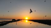 Central Valley flooding offers birds bountiful water. Will it also poison them?