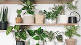 'They're so gratifying!' These 5 indoor plants last the longest, so you can love them for years (and struggle to kill them)