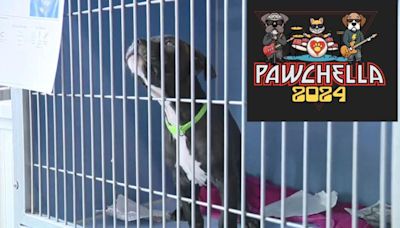 Dearborn's Friends for Animals 'Pawchella' adoption festival has music, games this weekend