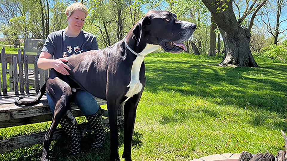 Kevin, world’s tallest male dog, dies shortly after securing record