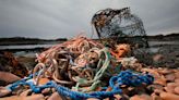 Sustainability group pulls lobster certification over whales