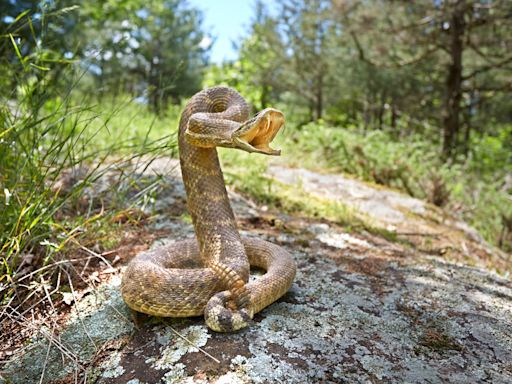 Rattlesnake bites expected to surge in August. Here's how to stay safe